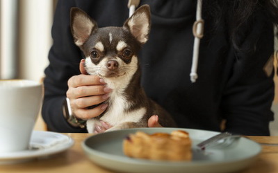 Dog-friendly